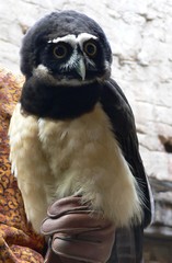 Spectacled Owl